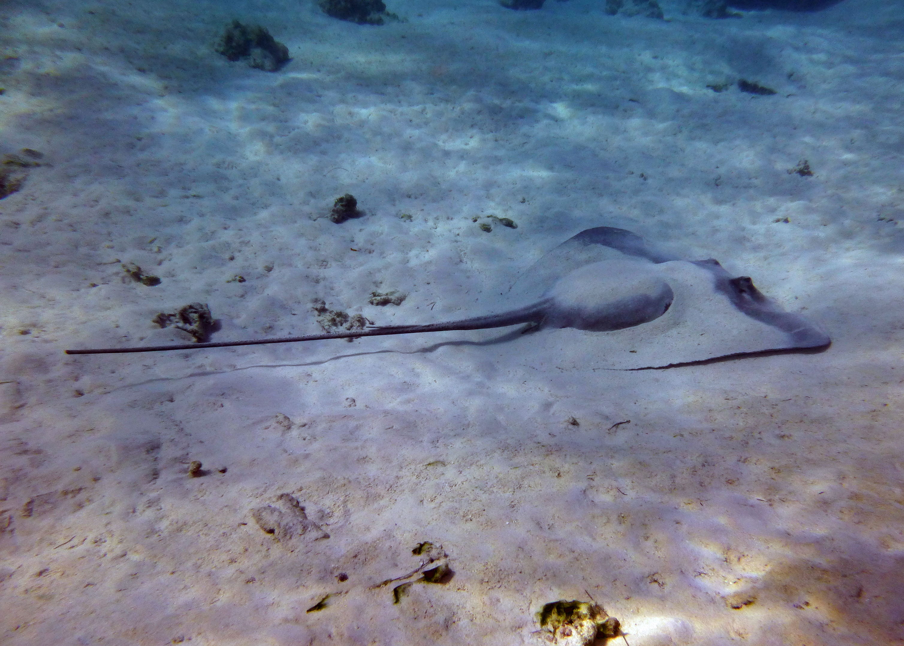 Pink whipray, Mo'orea, French Polynesia 2024.